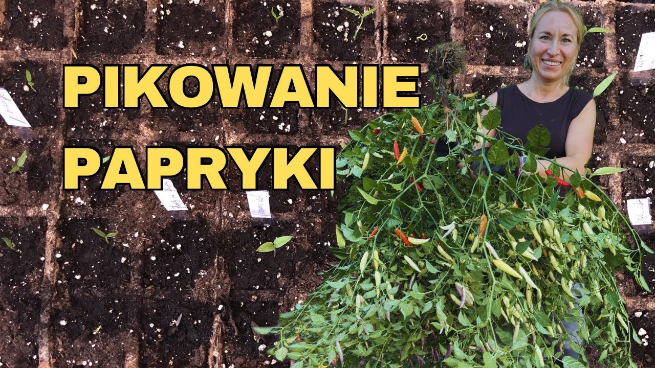 Od małej siewki do giganta! Jak pikować paprykę, żeby mieć TAKIE zbiory?