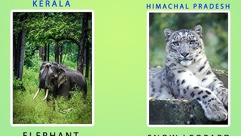 pranav speech||kerala state animal and himachal pradesh state animal -  YouTube
