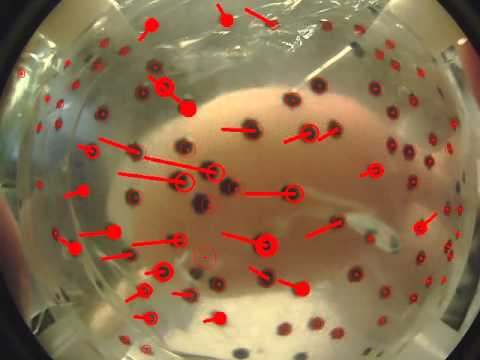Blob tracking