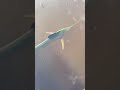 Sailfish Swimming Near the Docks in Naples, Florida - YouTube