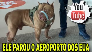 Aríete Fez Sucesso No Aeroporto De Dallas Nos Eua Aríete Impressed People At Dallas Airport