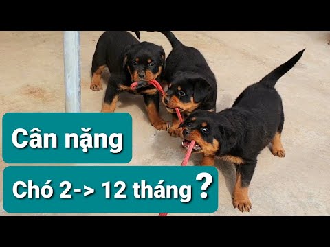 Video: 5 câu hỏi để tự hỏi bản thân trước khi bắt Rottweiler