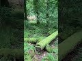 Felled Tree in Killarney National Park