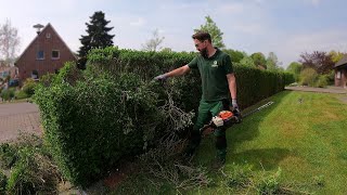 Kustorez. Reduction of privet hedge by half