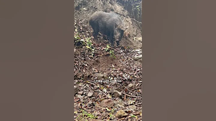 Wild Boar Family Jungle Life 🐗 #warthog #pig #boar #hog #viral #animal #wildpig #wildboar #wildlife