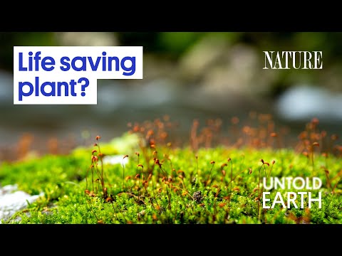 Video: Varför måste mossor leva i fuktiga miljöer?