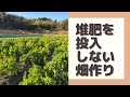 【堆肥を投入しない】土作り【家庭菜園】残渣、刈草処理