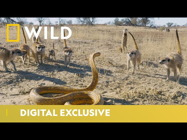 Cobra Vs. Meerkat | Wild Africa | National Geographic Wild UK class=