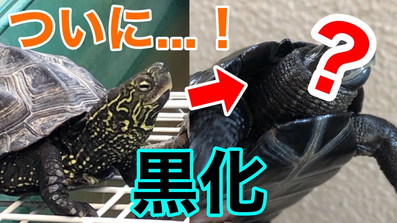 【亀飼育】クサガメがついに黒化（メラニズム）しました！