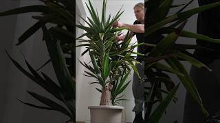 Yucca Guatemalensis Elephantipes Rückschnitt Überwintern Bis -8 Im Freien Ohne Starken Wind Möglich