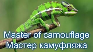 Мастер камуфляжа / Master of camouflage