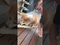 親友の益田祐介からもらった8000円の犬のおやつ🐕