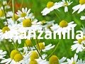Plantas medicinales, la manzanilla