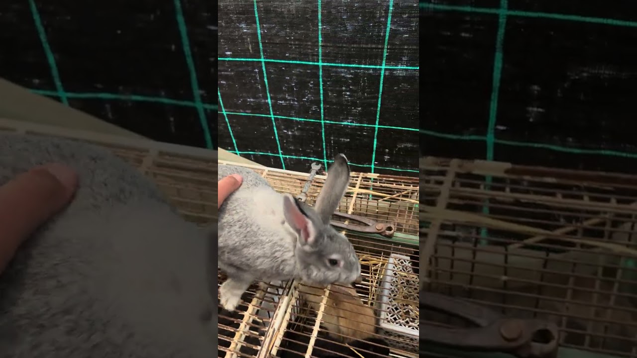 الفيديو رقم]2[ كيف أشتري الأرانب المناسبة لمشروع تربية الأرانب