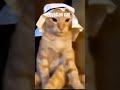 Egyptian Cat Eygpt Meme Funny Egyptian Cat Eygpt Meme Funny