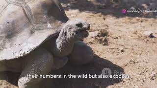 Guardians of the Oasis: The Endangered Egyptian Tortoise