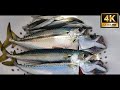 A mackerel meal  catch  cook  polygone fishing ep 2  february 19 2022  my whaly boat