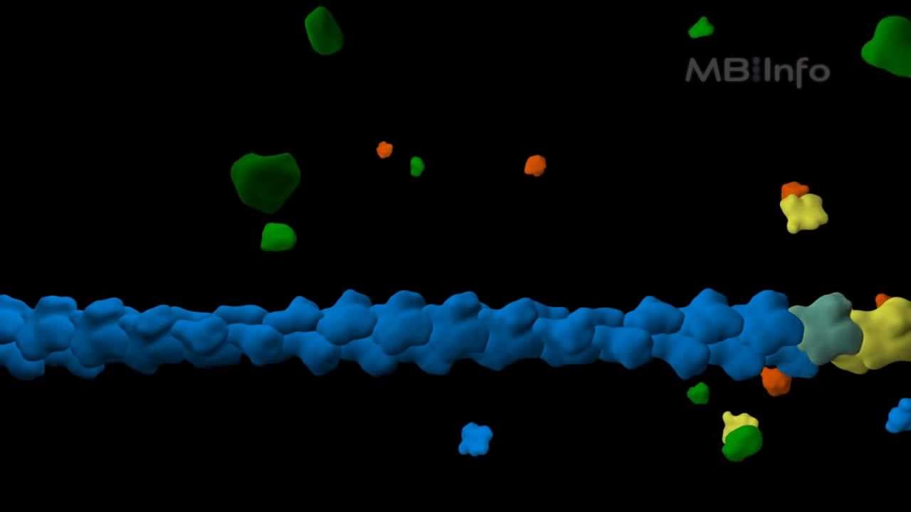 Actin Filament Assembly