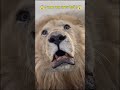 Sher Engine Jaisi Dahadta Hai King Roar lion 🦁🤔#Shorts