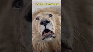 Sher Engine Jaisi Dahadta Hai King Roar lion 🦁🤔#Shorts