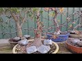 Early winter walk through my bonsai collection June 2024