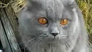 Кот разговаривает после валерьянки Кот разговаривает после валерьянки