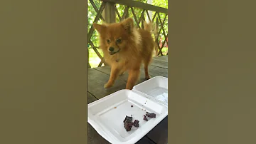 Shorts Dog Cute 