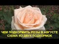 Чем Подкормить Розы в Августе - Лучшая Схема из Двух Подкормок