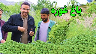 گزارش ضیا از منطقه جلگه، تخار، غوره وطنی/zia report of julga takhar