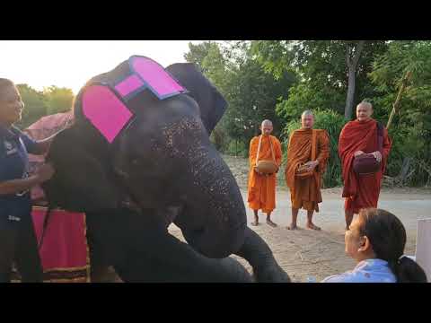 การถ่ายทอดสดของ Elephant  story สามสาวดาวซิ่ง