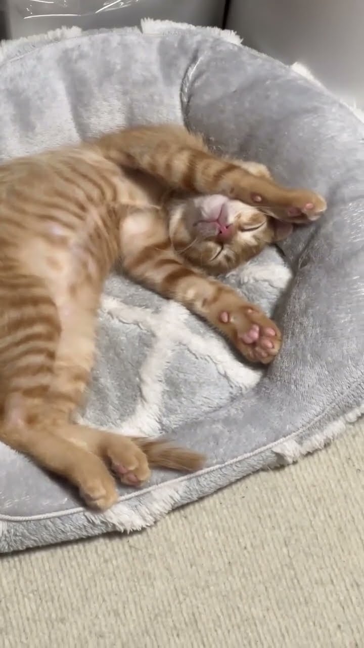 Bébé chaton oronge