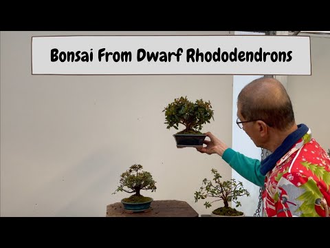 Video: Rhododendron Berdaun Kecil