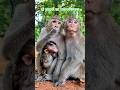 🐒जानवरों से सीख लो दोनों भाइयों का प्यार ❤️ #monkey #jumla #quotabill #farmersunions #antifarmer