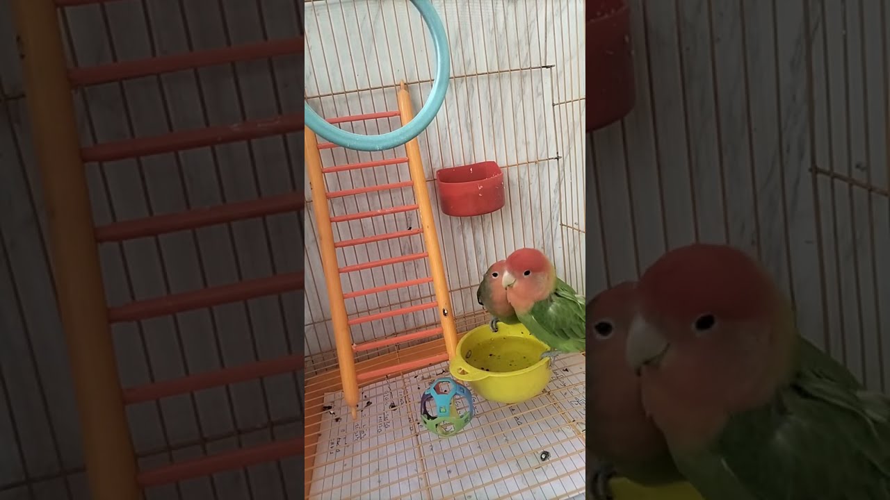 African Love Birds🐥 is live!