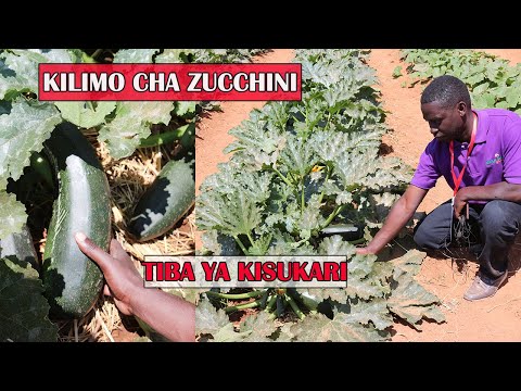 Video: Jinsi ya kupanda boga la zucchini vizuri?