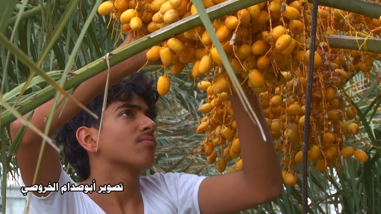 موسم حصاد ثمار النخيل بولاية الحمراء لعام 2016