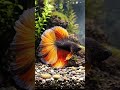 supper fire-tail bettafish #fishvideo #fish #bettafish #cutefishos #fishpetfun #fypシ゚viral #fypシ