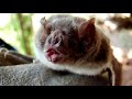 Desmodus rotundus - morcego vampiro