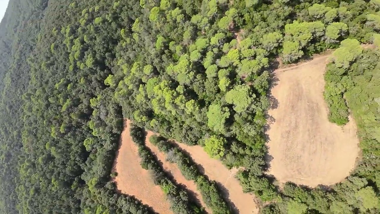 Forest flight north Spain