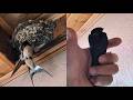 Bird Saved After Being Caught Hanging by a Thread