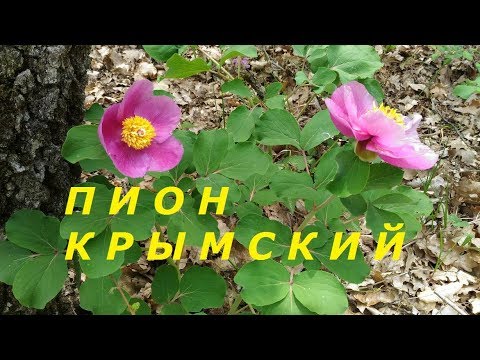 Аленький цветочек крымского леса. Цветет Пион Крымский, Судак, апрель 2018