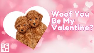 Woof You Be My Valentine?💘🐶 by Petland Tulsa 133 views 3 months ago 16 seconds