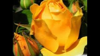 KESILAPANKU KEEGOISANMU,SITI NURHALISA BY ONO OJAWA215