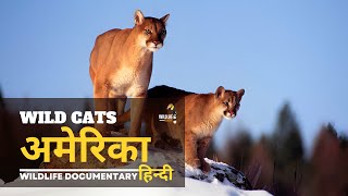 Wild Cats, America [2024] हिन्दी डॉक्यूमेंट्री | Wildlife documentary in Hindi by Wildlife Telecast  50,197 views 3 months ago 47 minutes