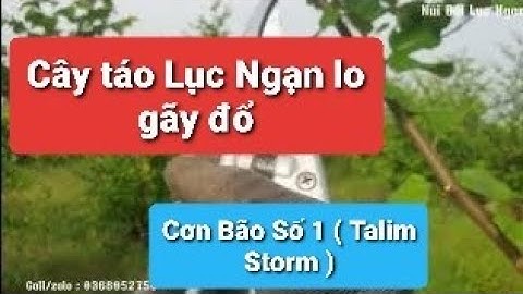 Táo Và Bão l Núi Đồi Lục Ngạn