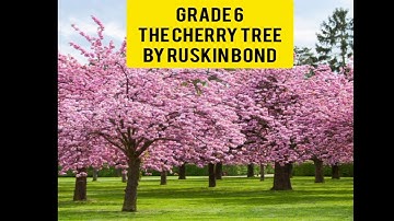 Grade 6, The Cherry Tree, Video 2