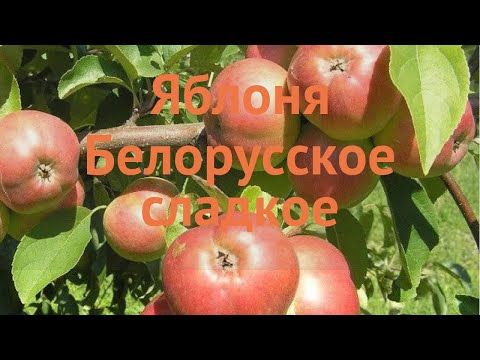 Яблоня Белорусское Сладкое Описание Сорта Фото Отзывы