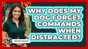 Why Does My Dog Forget Commands When Distracted? - Obedient Dog Guide