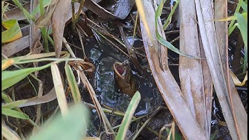 Bữa nay trúng mánh con Lươn khủng /Câu Lươn ao