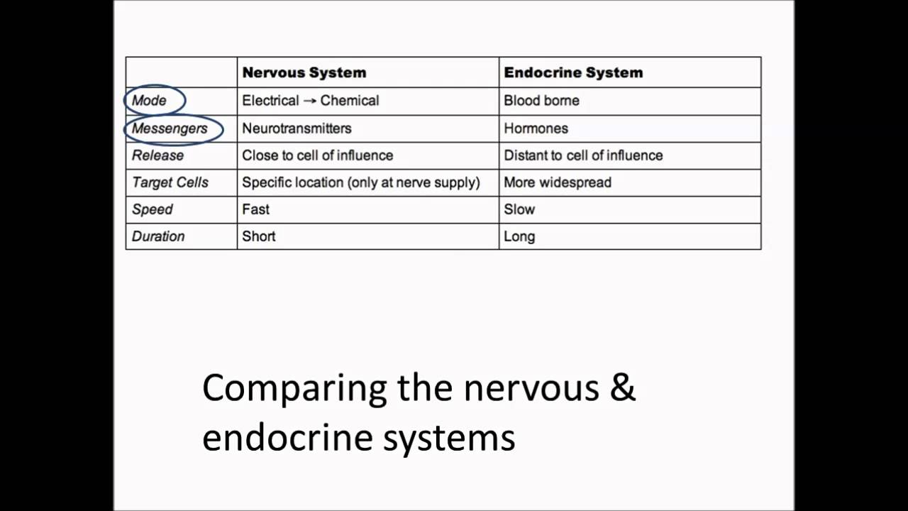 Comparative Functions Of Nervous And Endocrine Systems Chart